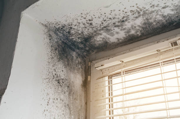 Affordable Mold Cleanup solutions in Honey Grove, PA