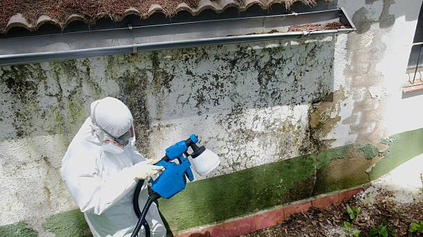 Top rated local Mold Cleanup specialists in Honey Grove, PA